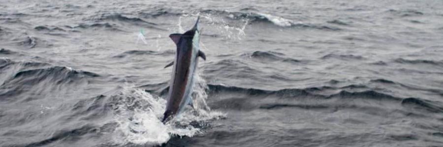 Ocean City Maryland Marlin Fishing Ocean City Maryland Marlin Fishing