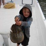 Look Ma a Horseshoe crab Look Ma a Horseshoe crab