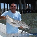 Striped Bass continue Striped Bass continue
