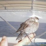 Little Birdy told me Little Birdy told me