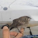 Co Pilot Co Pilot