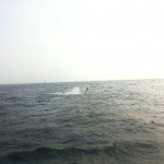 joe lairds Marlin joe lairds Marlin