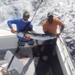 Nice White Marlin Nice White Marlin