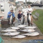 Nice Bunch of Yellowfin Tuna Nice Bunch of Yellowfin Tuna