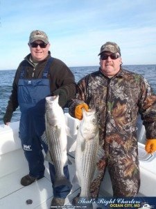 Winter stripers at its best